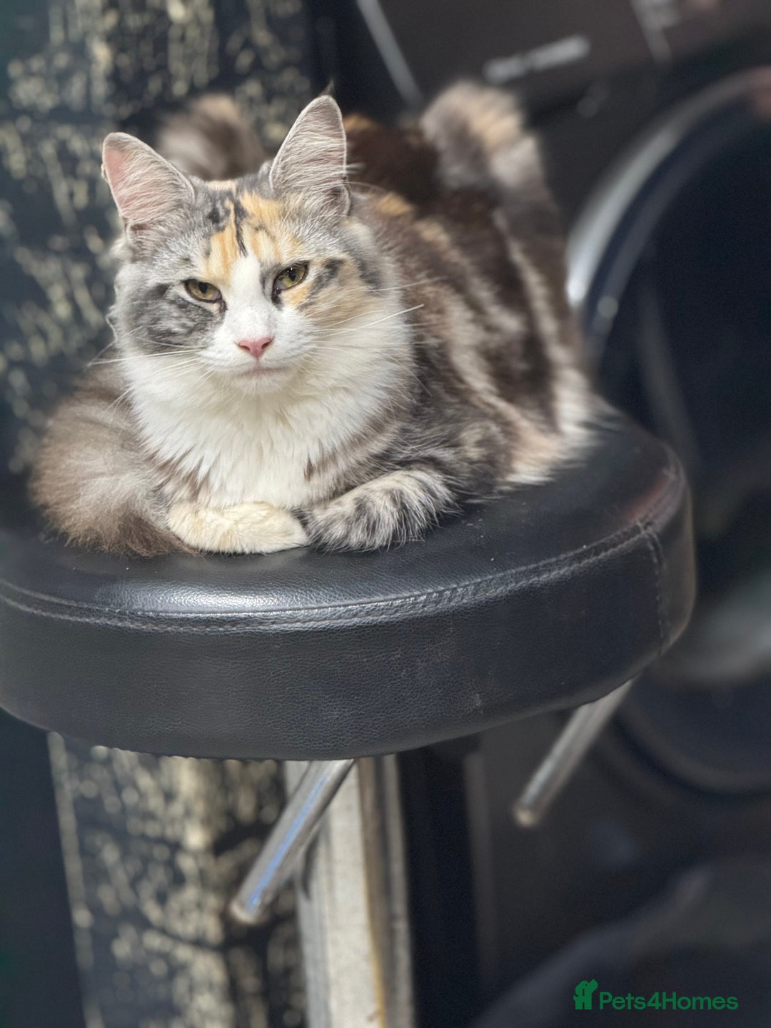 Maine Coon cats for sale: 10 month female reg active pedigree maincoon - Image 5