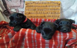 Scottish Terrier dogs for sale: Scottie terrier puppies - Advert 8