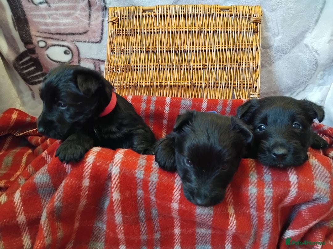 Scottish Terrier dogs for sale: Scottie terrier puppies - Advert 8