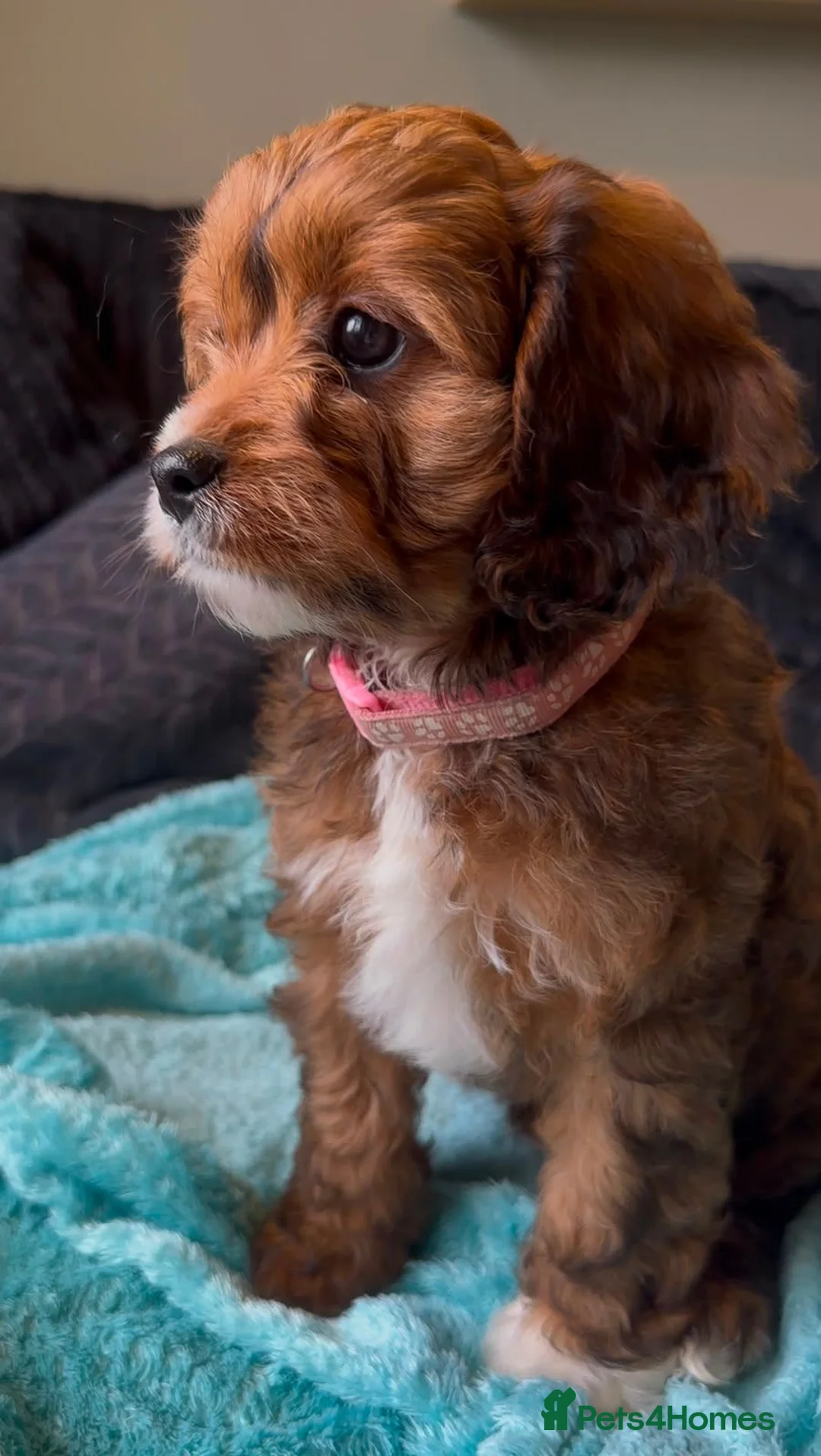 Cavapoo dogs for sale: Ready Now - 3 Girl F1 Toy Cavapoos Health Checked - Advert 2