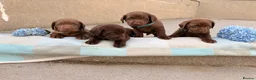 Labrador Retriever dogs for sale: ⭐️ KC Registered Chocolate Lab Puppies ⭐️ - Advert 16