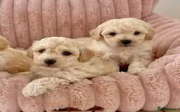 Poochon dogs for sale: F1 Poochon puppies  - Image 1