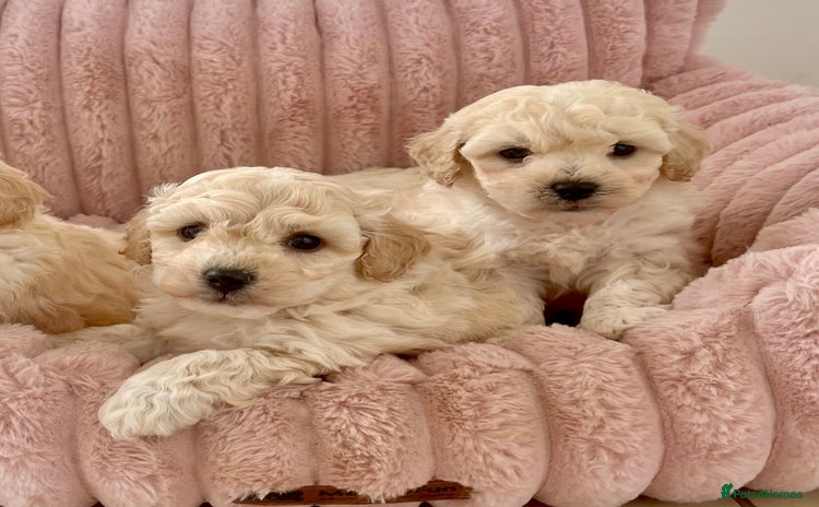 Poochon dogs - Advert 3