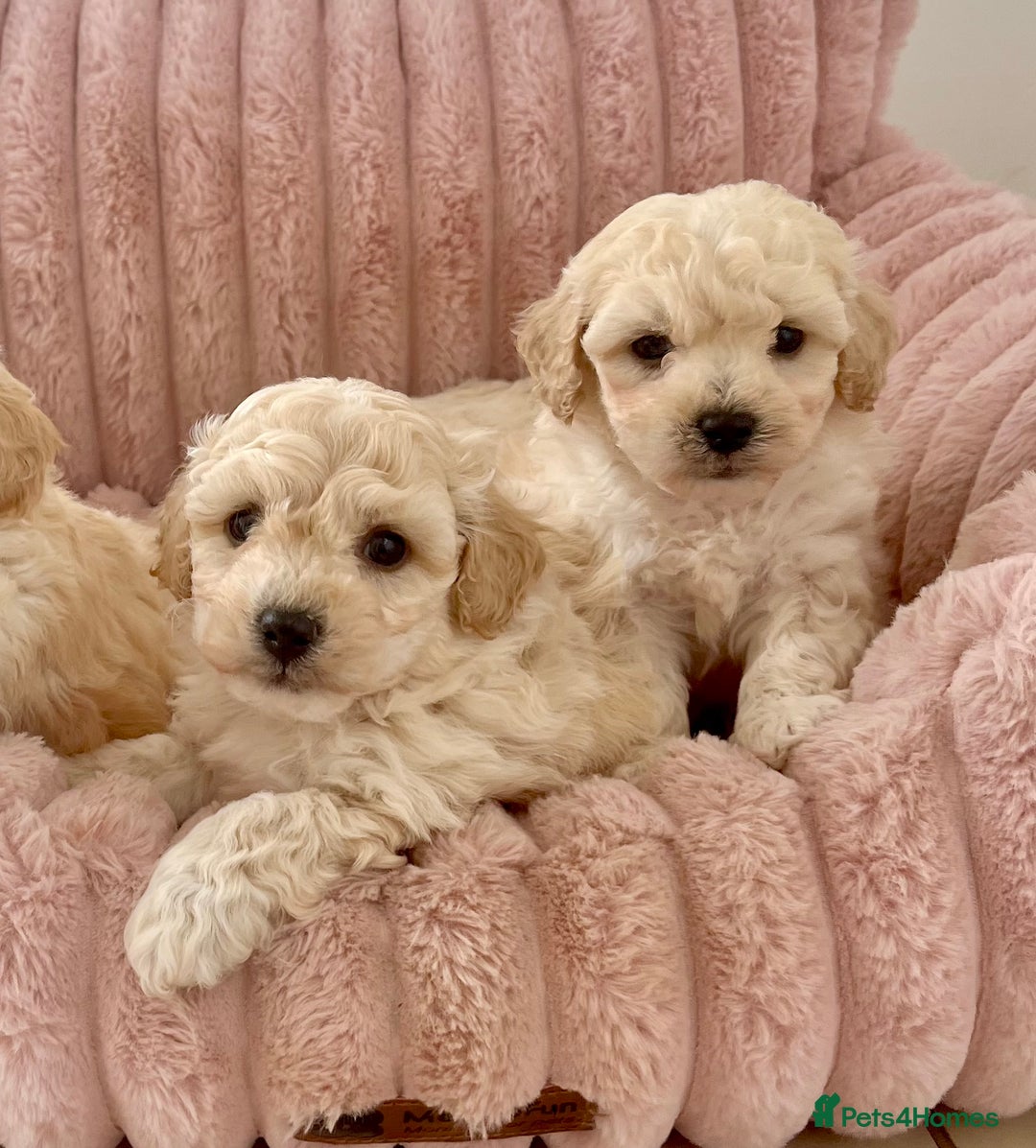 Poochon dogs for sale: F1 Poochon puppies  - Image 1