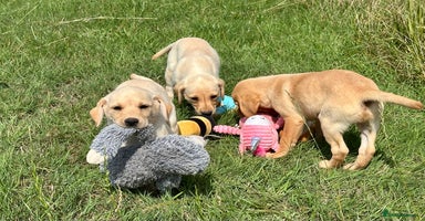 Labrador Retriever dogs - Advert 16
