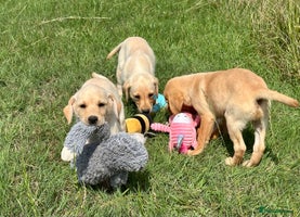 Labrador Retriever dogs - Advert 2