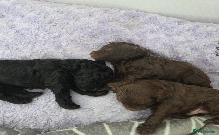Cockapoo dogs - Advert 2
