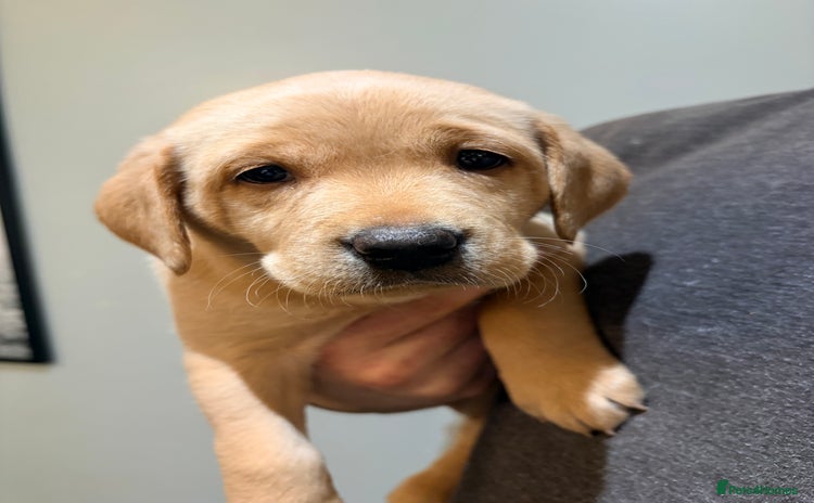 Labrador Retriever dogs Labrador Puppies - Advert 11