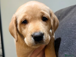 Labrador Retriever dogs Labrador Puppies - Advert 14