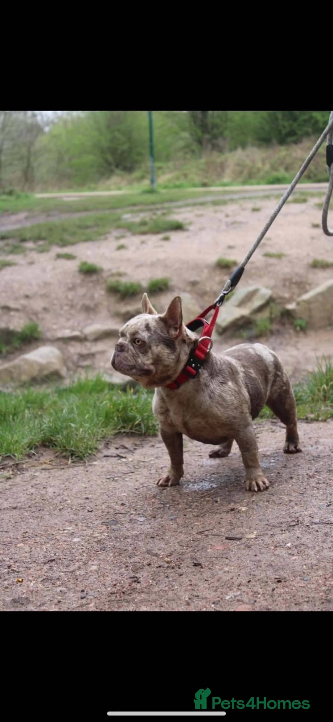 French Bulldog dogs for sale: French bulldog needs new home - Advert 3