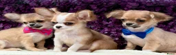 Chihuahua dogs for sale: Ready now Stunning long coat chihuahua’s  - Advert 4