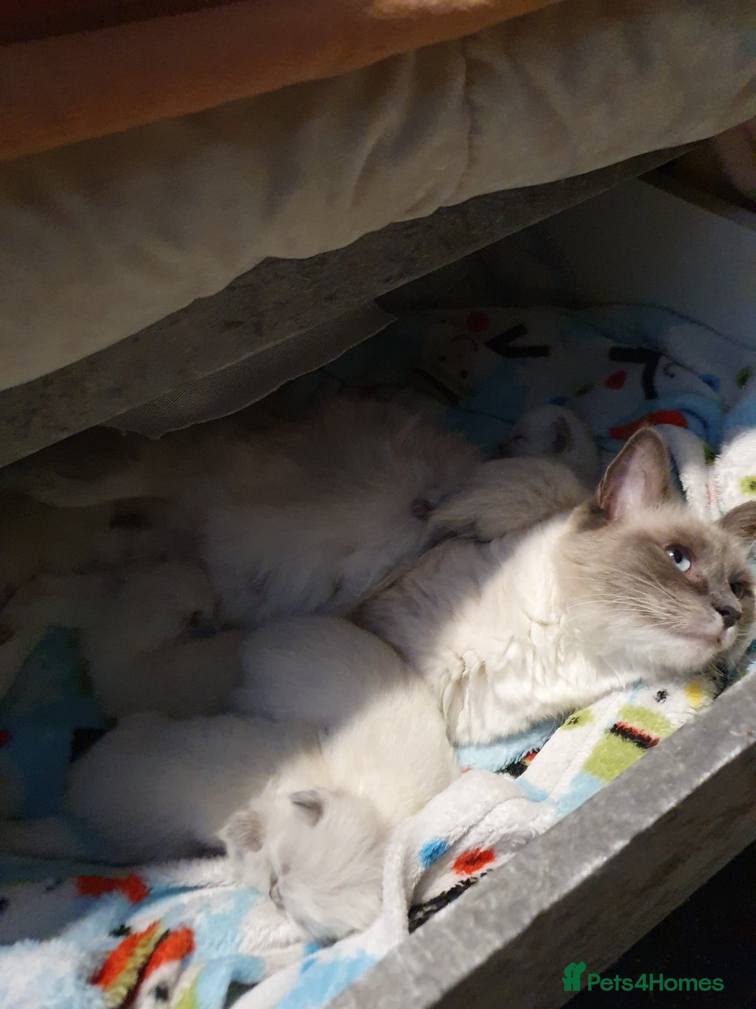 Ragdoll cats for sale: 3 ragdoll kittens forsale - Image 8