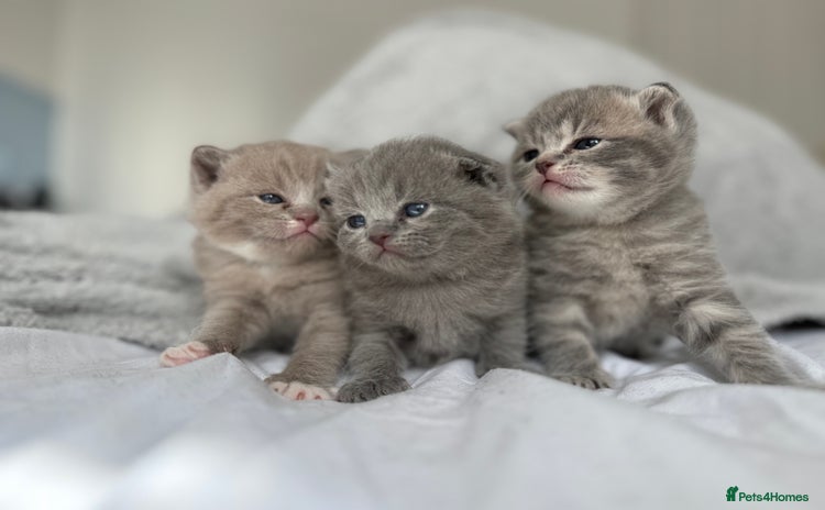 Scottish Fold cats - Advert 2