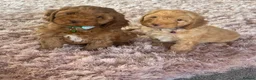 Cockapoo dogs for sale: Beautiful cockapoo puppy’s🩵🩷 - Advert 4