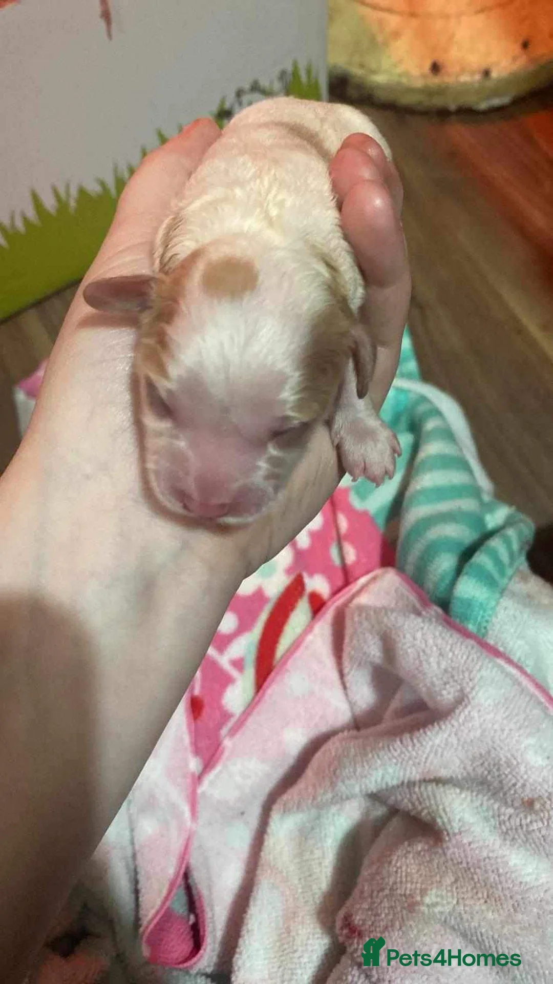 Toy Poodle dogs for stud: Stunning Sable Phantom Parti Toy Stud, DNA Tested in Market Drayton - Advert 6