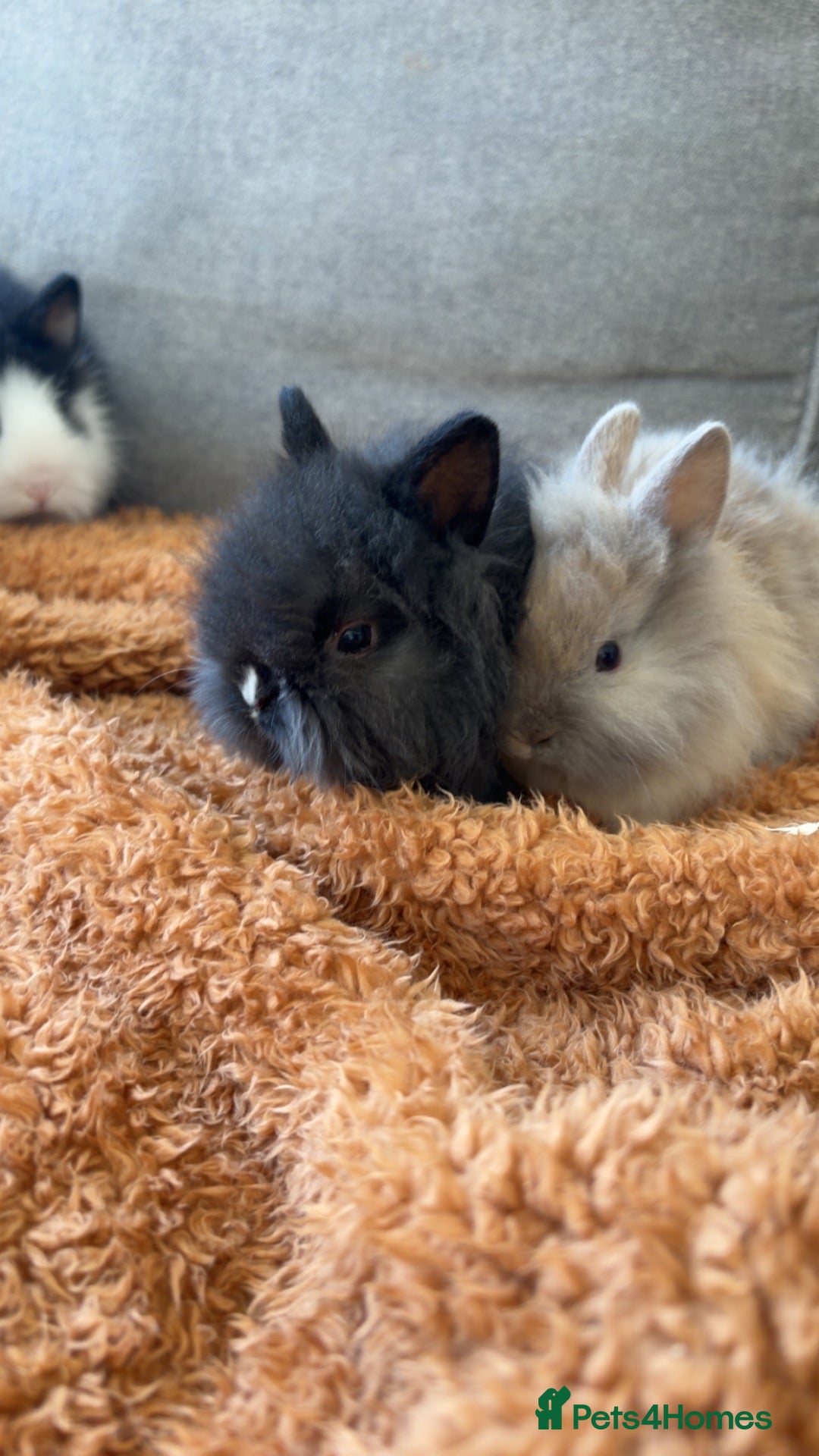 Lionhead rabbits Lionheads for sale  - Advert 1