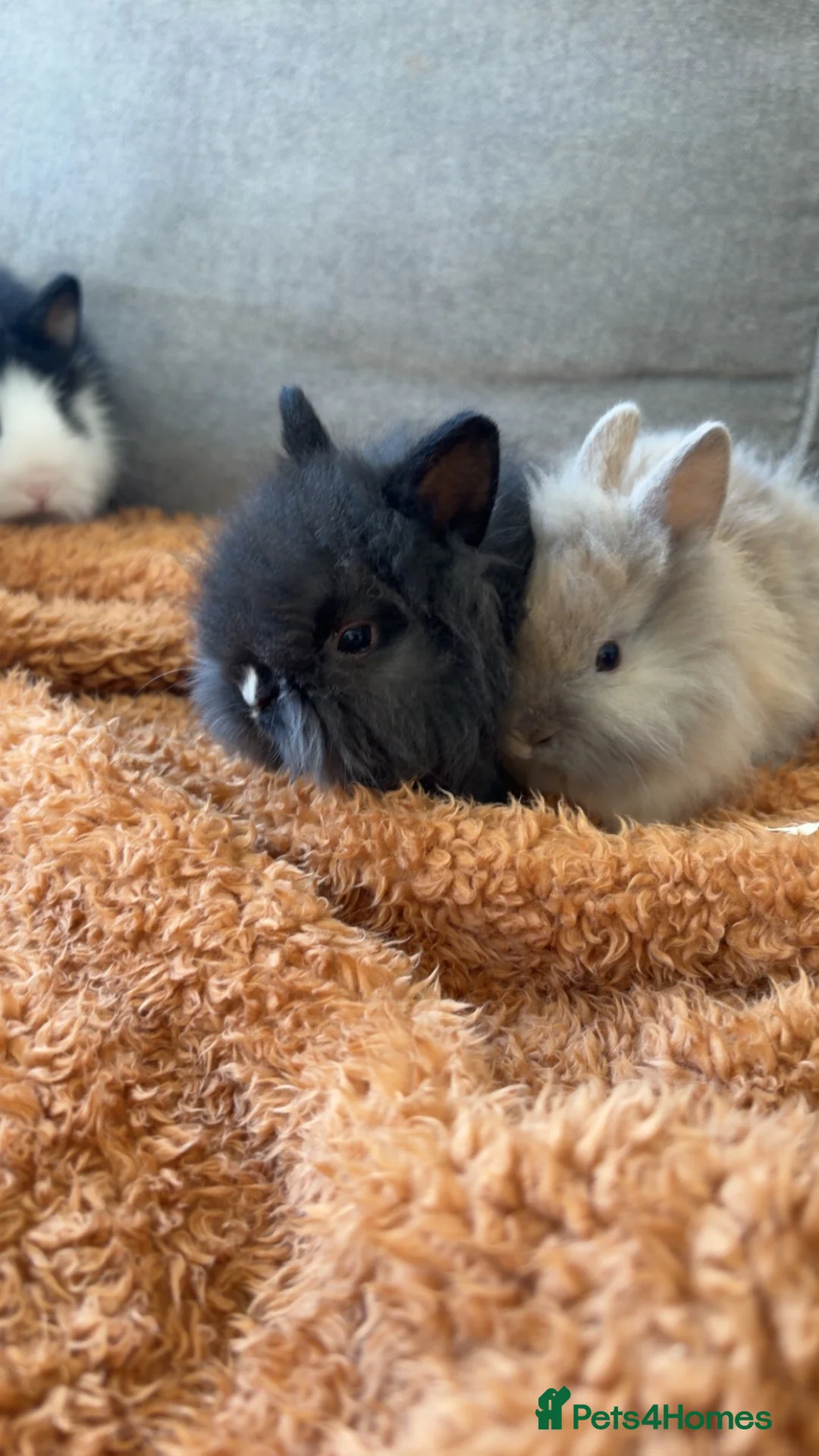 Lionhead rabbits for sale: Lionheads for sale  - Advert 1