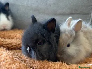Lionhead rabbits Lionheads for sale - Advert 1