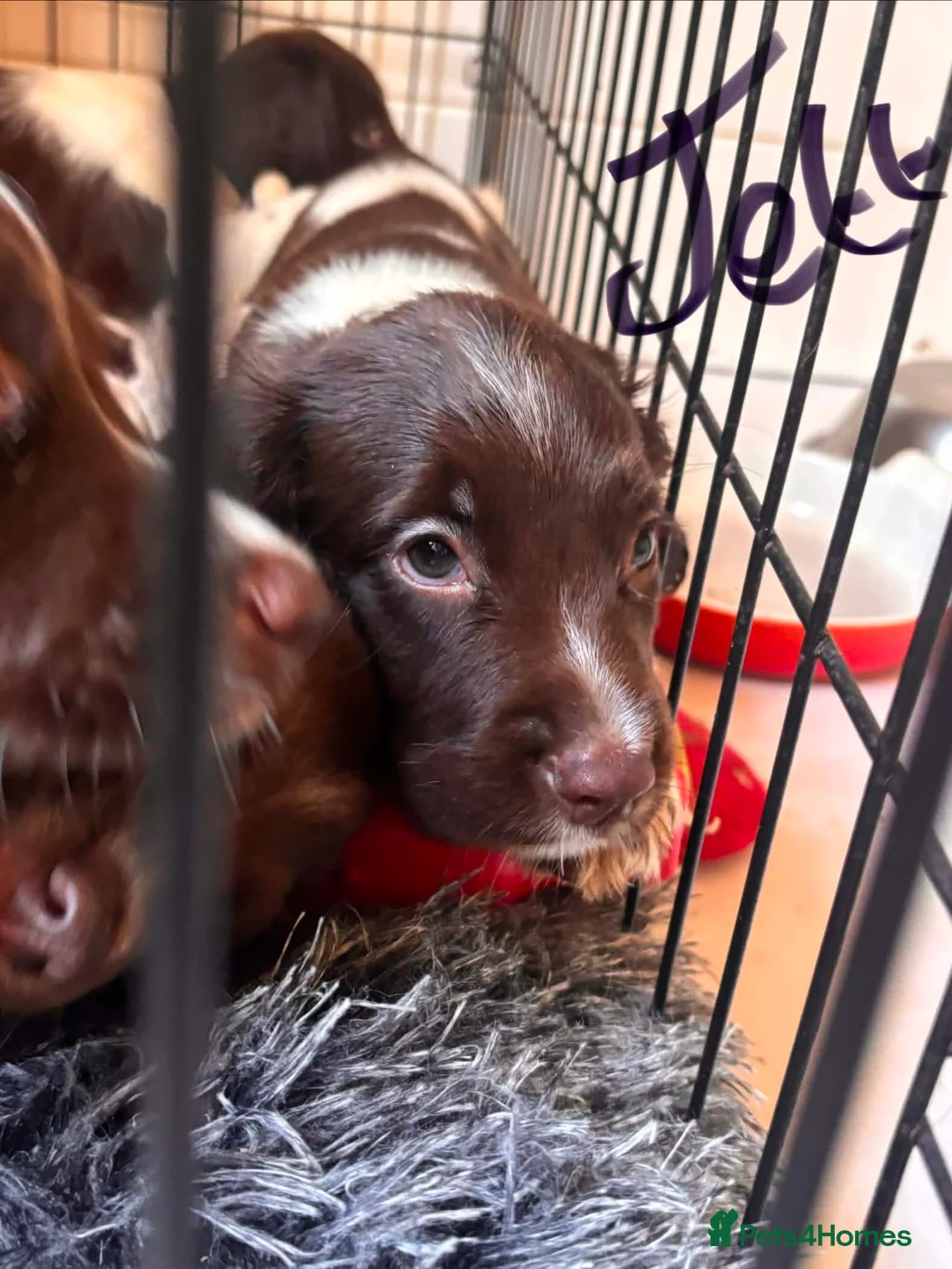 English Springer Spaniel dogs for sale: Working Springer Spaniel Puppies  in Midhurst - Advert 2
