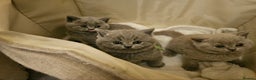 British Shorthair cats for sale: 🐾 Beautiful British Shorthair Kittens for Sale 🐾 - Advert 1
