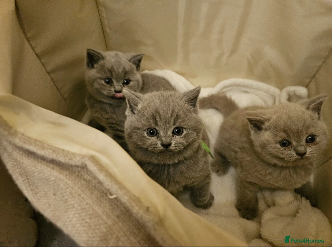 British Shorthair cats for sale: 🐾 Beautiful British Shorthair Kittens for Sale 🐾 - Advert 1