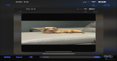 Miniature Dachshund dogs long haired miniature dachshund puppies - Advert 3