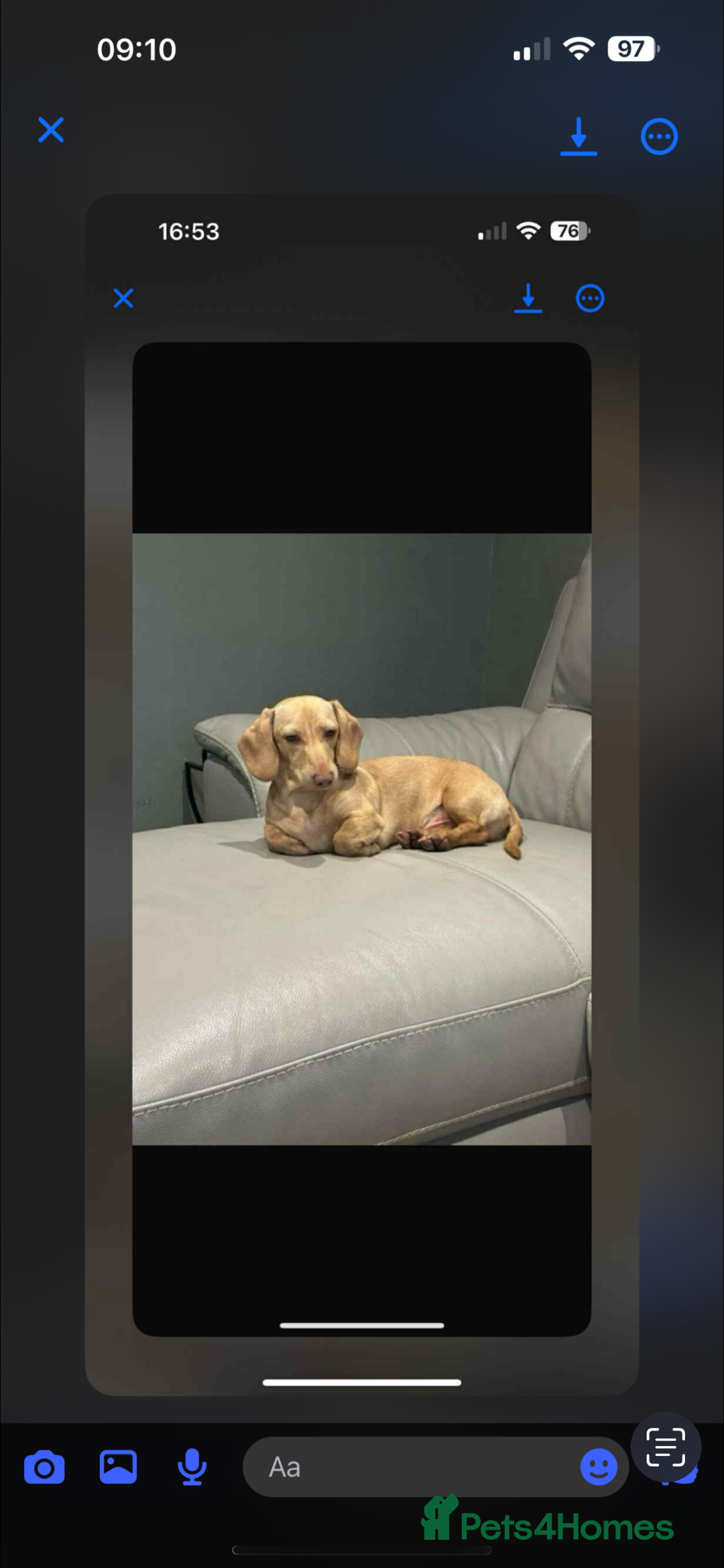 Miniature Dachshund dogs for sale: long haired miniature dachshund puppies - Image 23