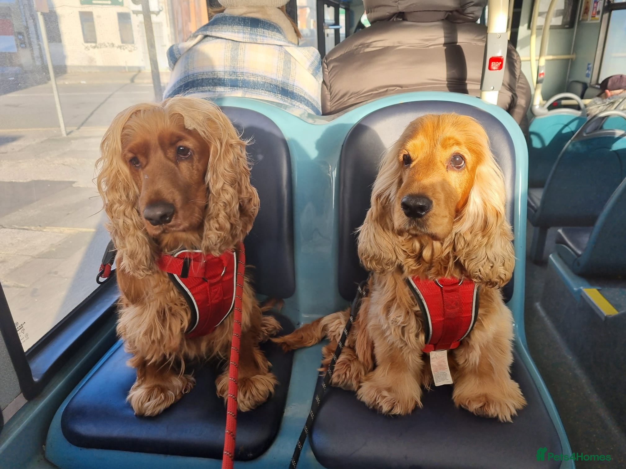 Cocker Spaniel dogs Stunning golden cocker spaniel  - Advert 3