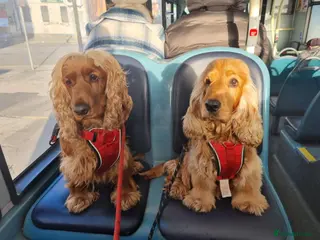 Cocker Spaniel dogs Stunning golden cocker spaniel - Advert 1