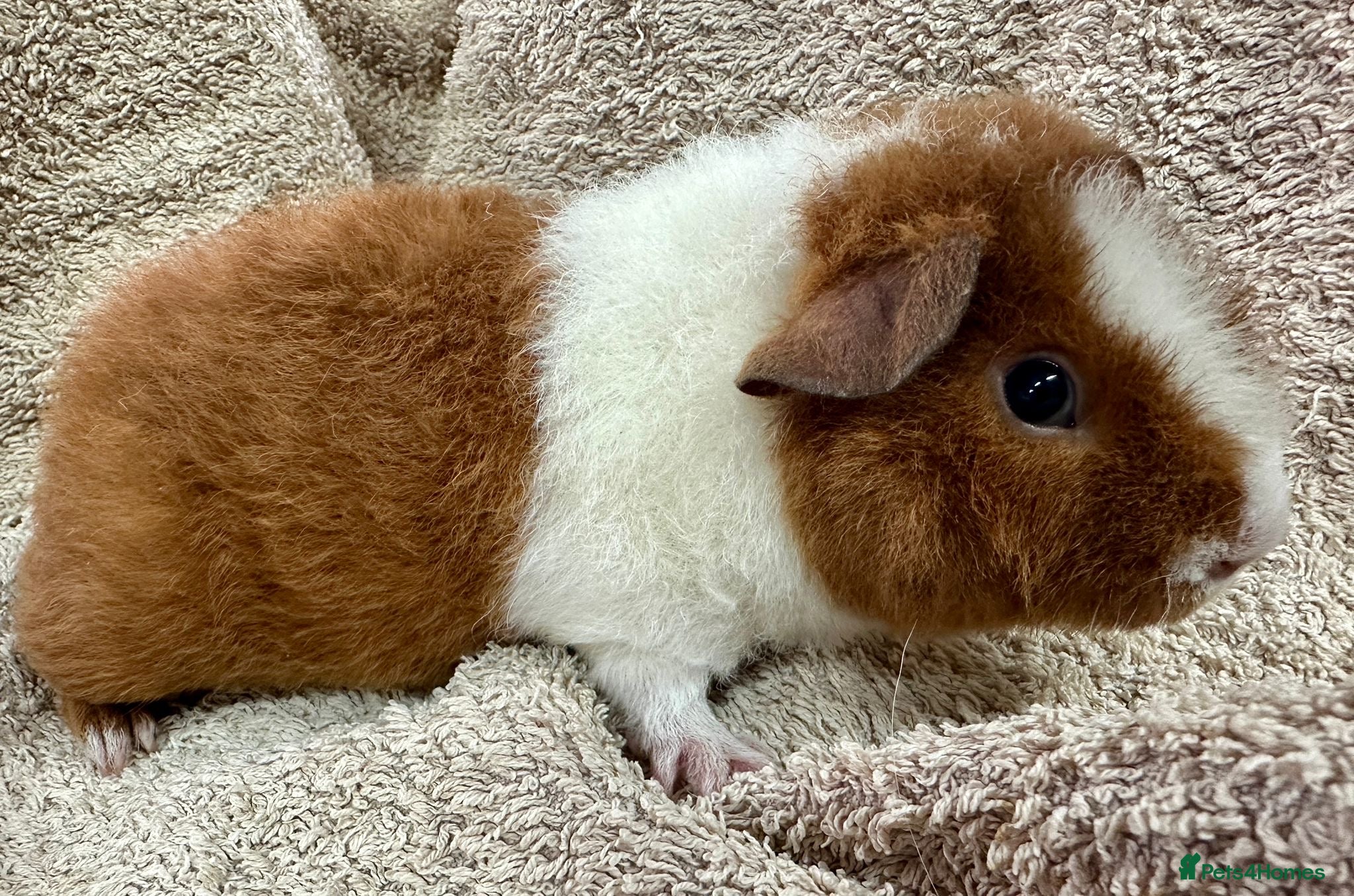 Guinea Pig rodents Gorgeous Male Guinea Pigs Available - Advert 12
