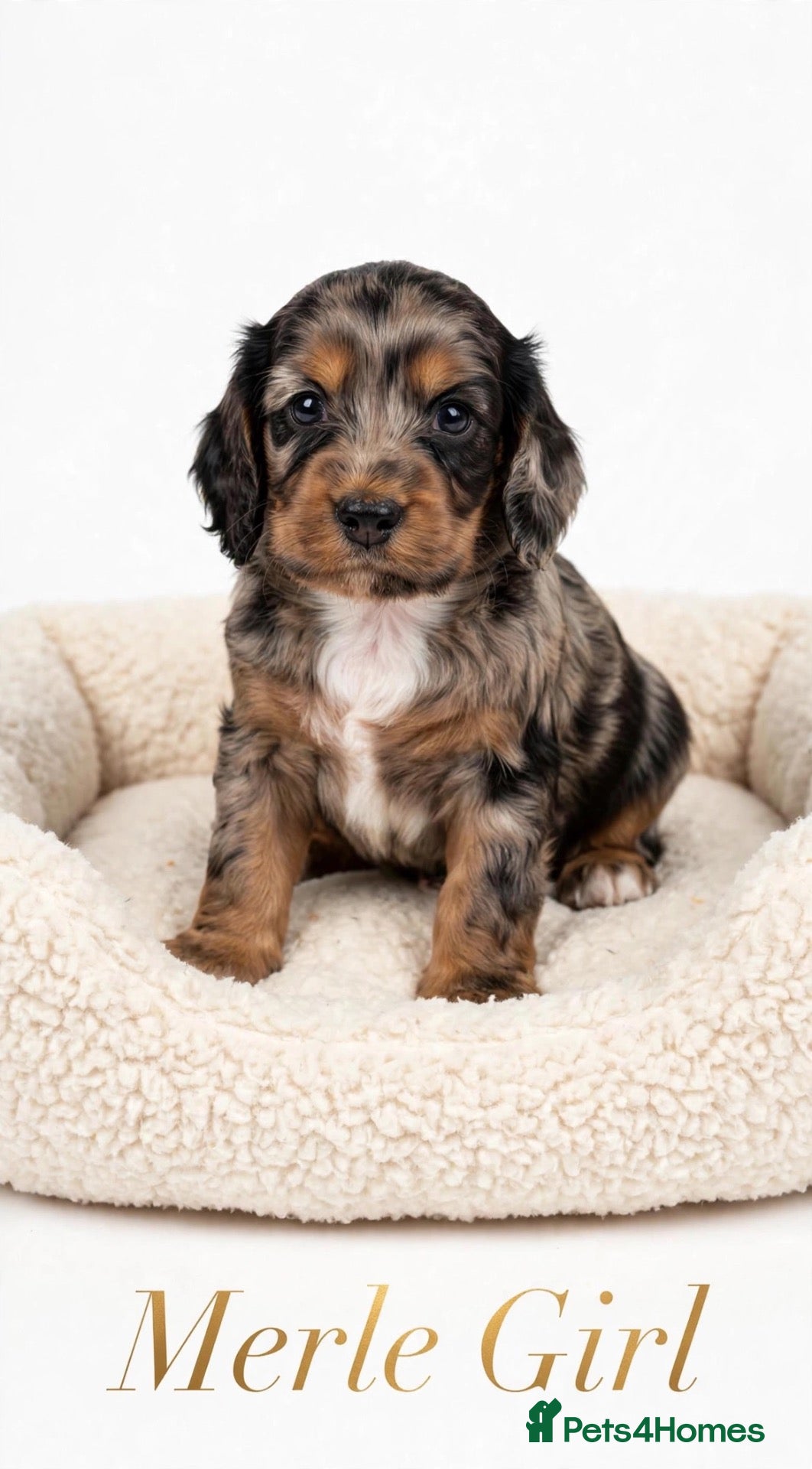 Cockapoo dogs F1 merl +cockapoo  - Advert 1