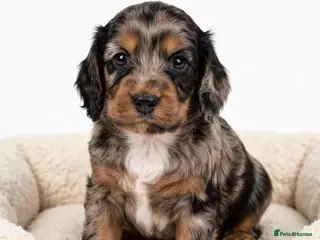 Cockapoo dogs F1 merl +cockapoo - Advert 3