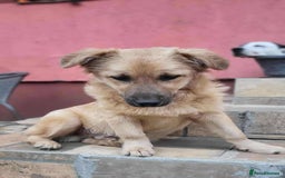 Mixed Breed dogs for adoption: BARLEY, 6mo, small - loves dogs, kids,cats/loving - Image 3