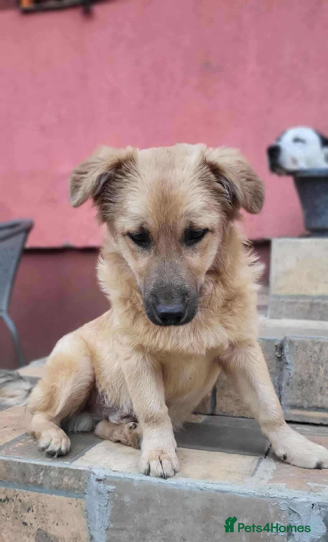 Mixed Breed dogs for adoption: BARLEY, 6mo, small - loves dogs, kids,cats/loving - Image 3