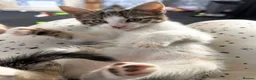 Mixed Breed cats for sale: Tabby kitten  - Advert 10