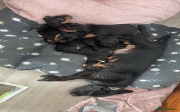 Mixed Breed dogs for sale: Dachshund x patterdale - Image 7