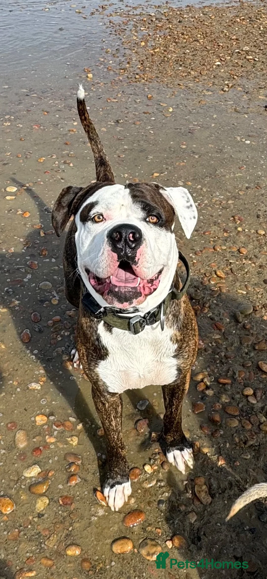 Mastiff dogs for stud: Beautiful stud dog available  in Weymouth - Advert 2
