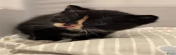 Mixed Breed cats for sale: Kittens in Telford - Advert 3