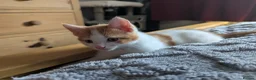 Domestic Shorthair cats for sale: 5 Ginger Kittens - Advert 33