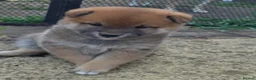 Japanese Shiba Inu dogs for sale: Japan Shiba Inu in Doncaster - Advert 12