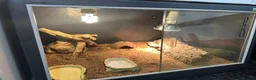 Leopard Gecko reptiles for sale: Female leopard gecko + viv in Warwick - Advert 2