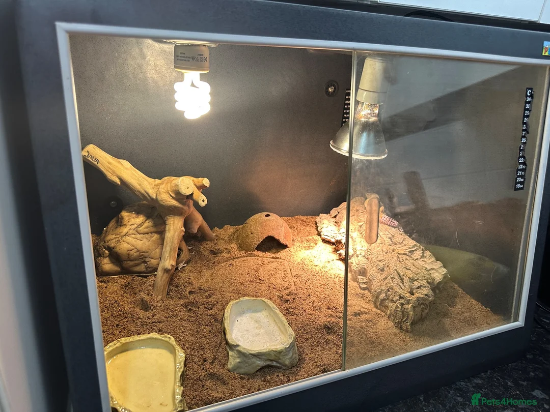 Leopard Gecko reptiles for sale: Female leopard gecko + viv in Warwick - Advert 2