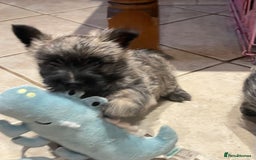 Cairn Terrier dogs for sale: Stunning cairn terrier puppies  - Image 9