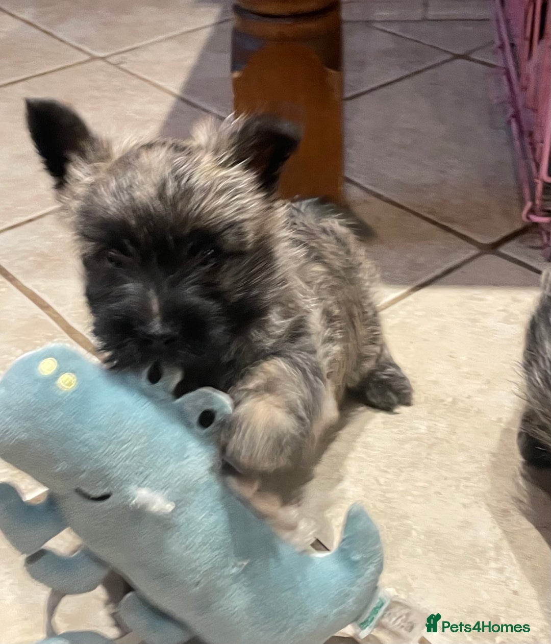 Cairn Terrier dogs for sale: Stunning cairn terrier puppies  - Image 9