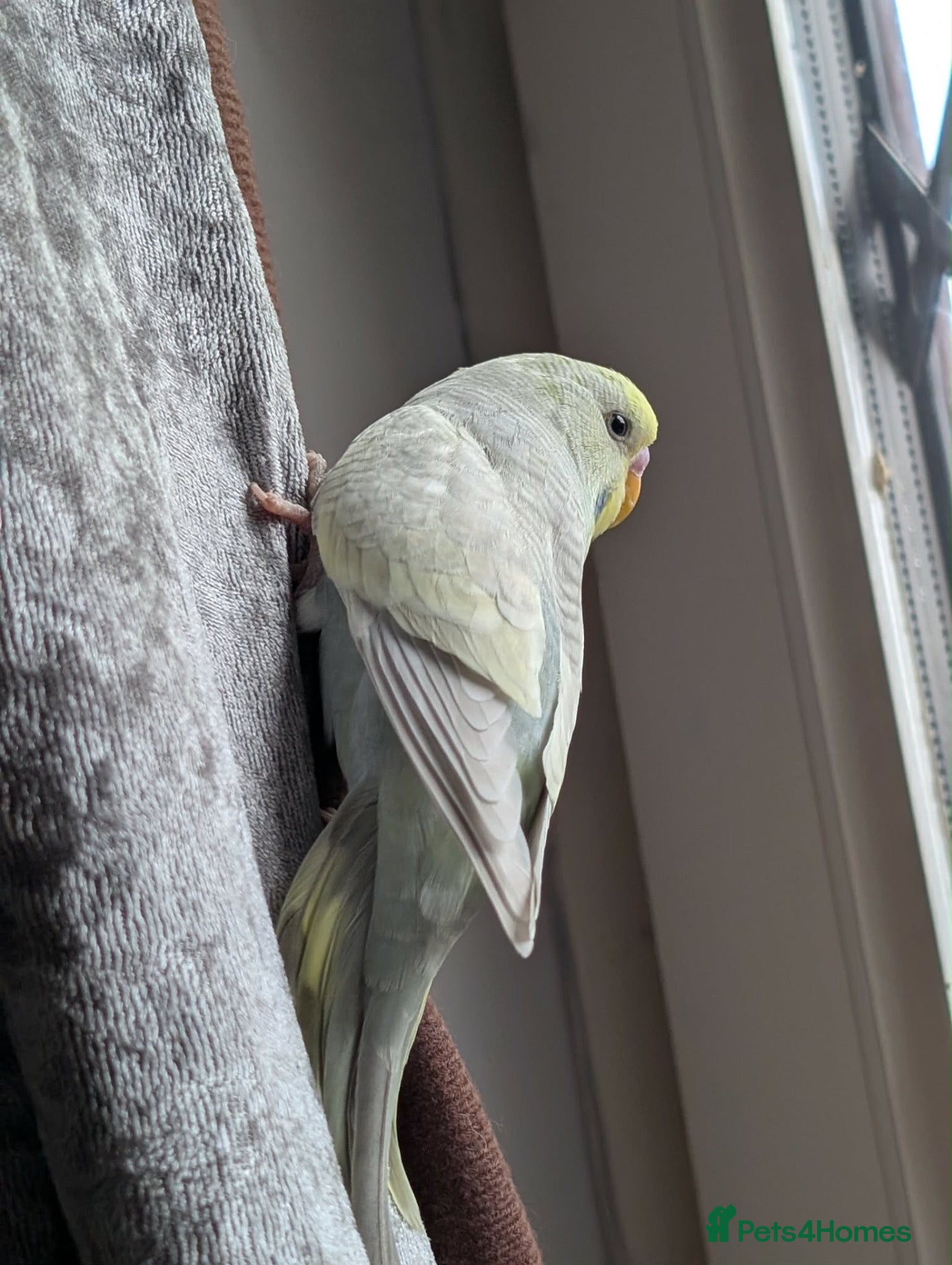 Budgerigars birds Budgie chicks  - Advert 1