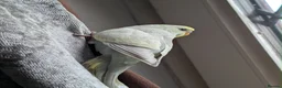Budgerigars birds for sale: Budgie chicks  in Milton Keynes - Advert 1