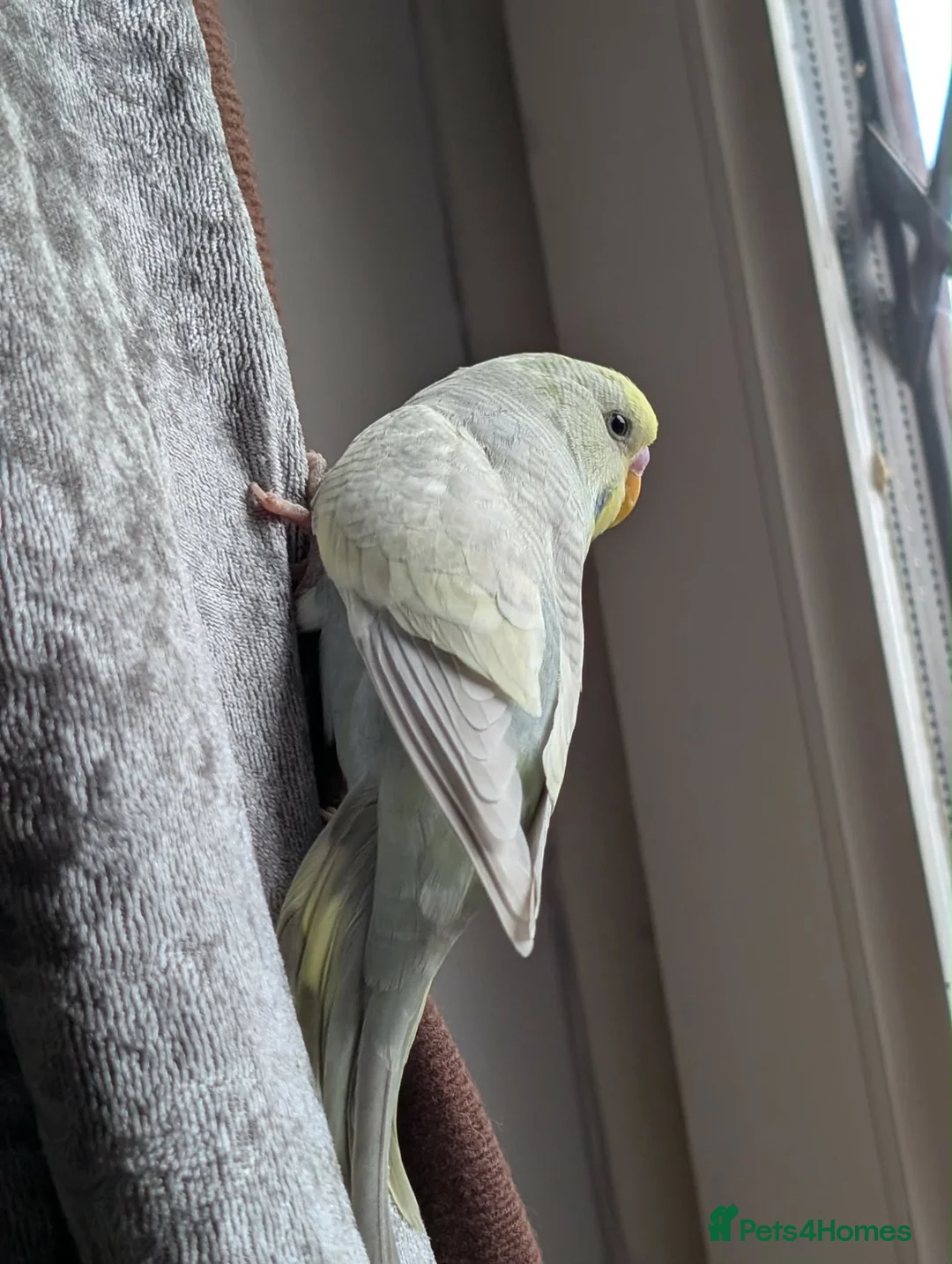 Budgerigars birds for sale: Budgie chicks  in Milton Keynes - Advert 1