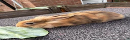 Mixed Breed rabbits for sale: mixed breed lionhead/netherland dwarf bunnies  - Advert 9