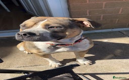 Mixed Breed dogs for sale: Female looking for home - Image 6