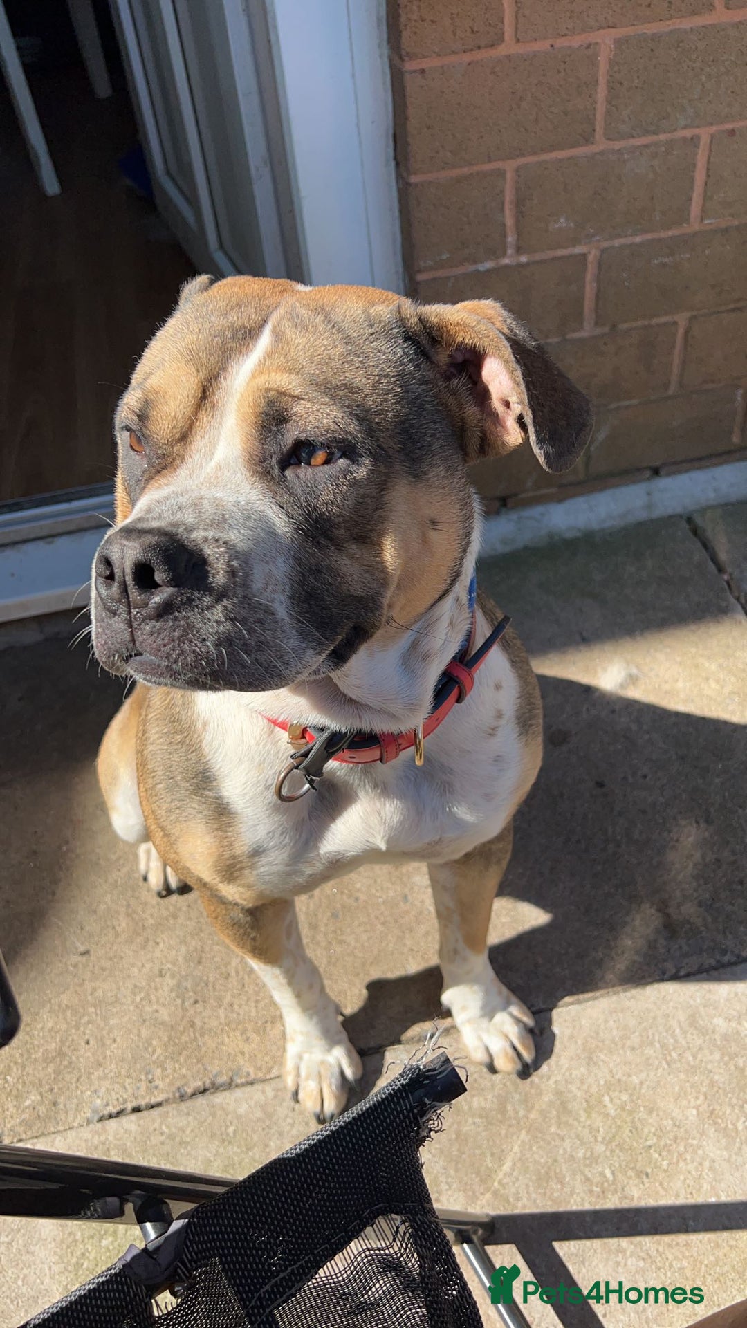 Mixed Breed dogs for sale: Female looking for home - Image 6